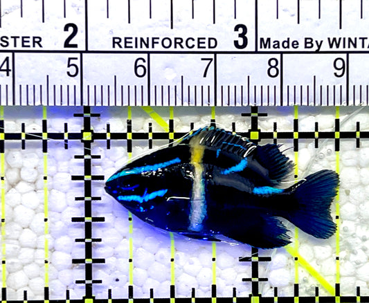Neon Velvet Damselfish NVD061001 WYSIWYG Size: 1.5"