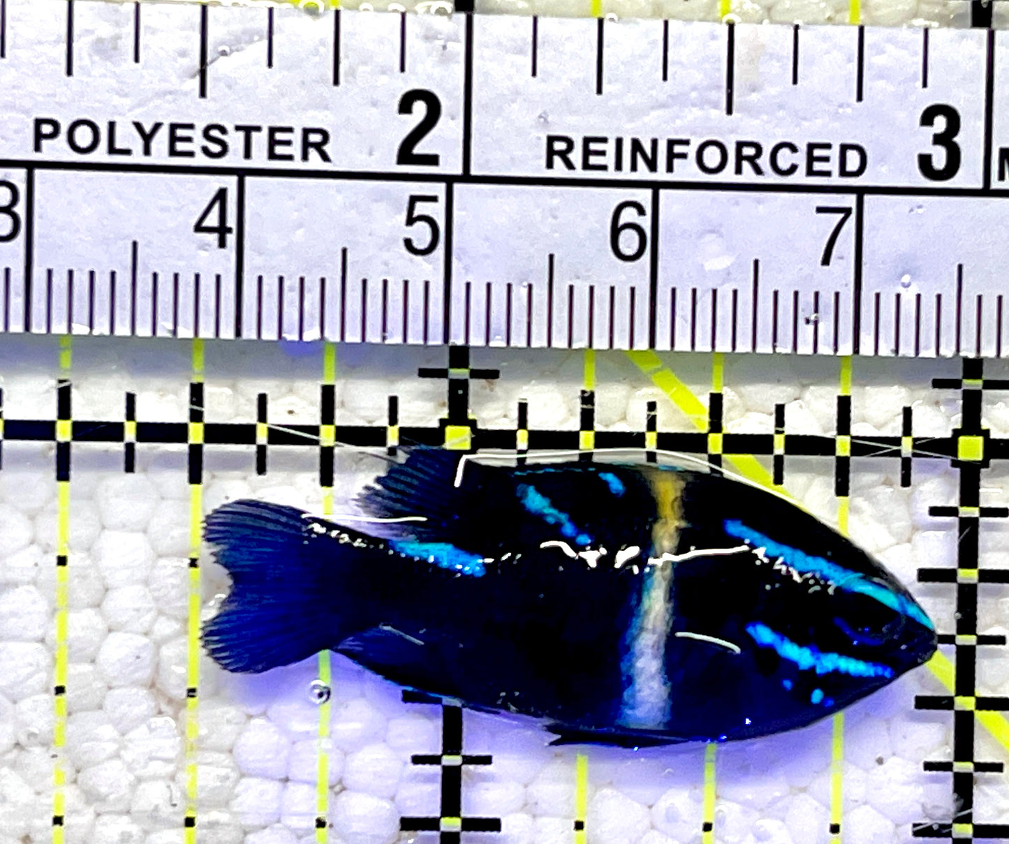 Neon Velvet Damselfish NVD061001 WYSIWYG Size: 1.5"