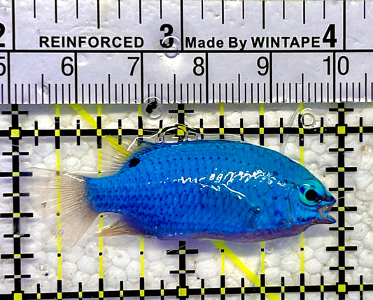 Blue Damselfish BDF061001 WYSIWYG Size: 2"