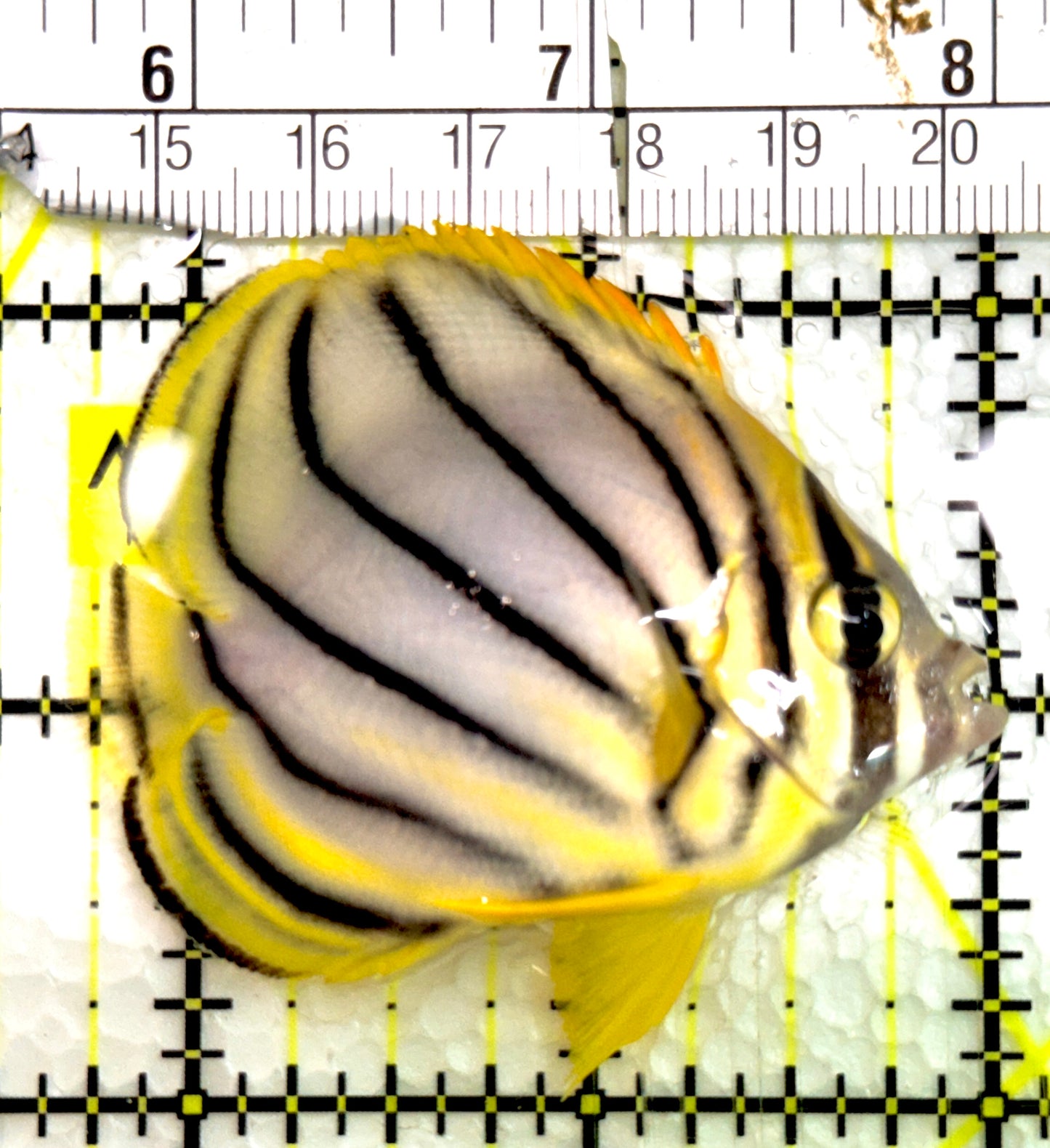 Ornate Butterflyfish OB091501 WYSIWYG Size: M 2.25" approx