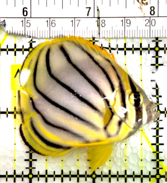 Ornate Butterflyfish OB091501 WYSIWYG Size: M 2.25" approx