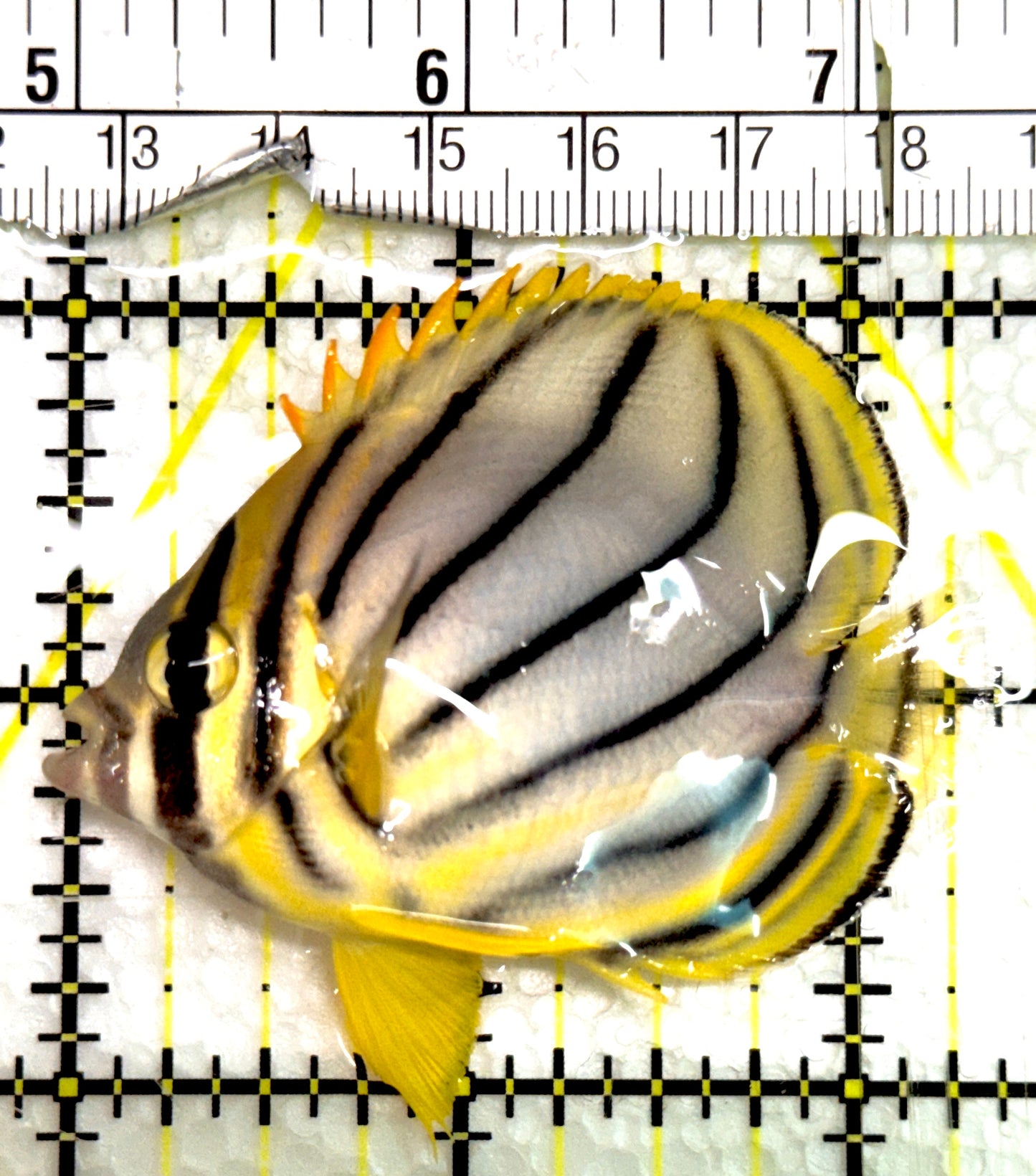Ornate Butterflyfish OB091501 WYSIWYG Size: M 2.25" approx