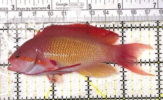 Male Lyretail Anthias (Maldives) MLA071901 WYSIWYG Size: XL 4.25" approx
