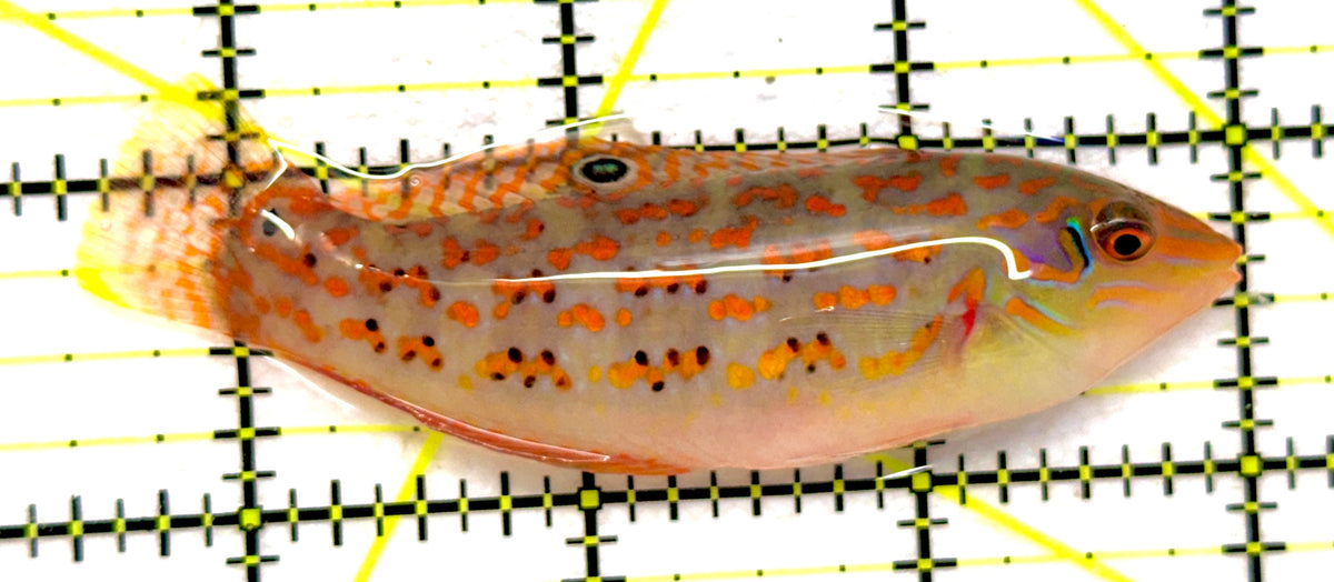 Timor Wrasse TW092001 WYSIWYG Size: XL 3.5" approx