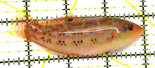 Timor Wrasse TW092001 WYSIWYG Size: XL 3.5" approx