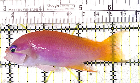 Bimaculatus Anthias Female BAF071901 WYSIWYG Size: XL 3.5" approx