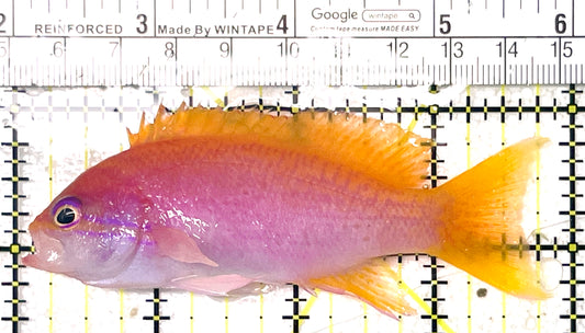 Bimaculatus Anthias Female BAF071902 WYSIWYG Size: XL 4" approx