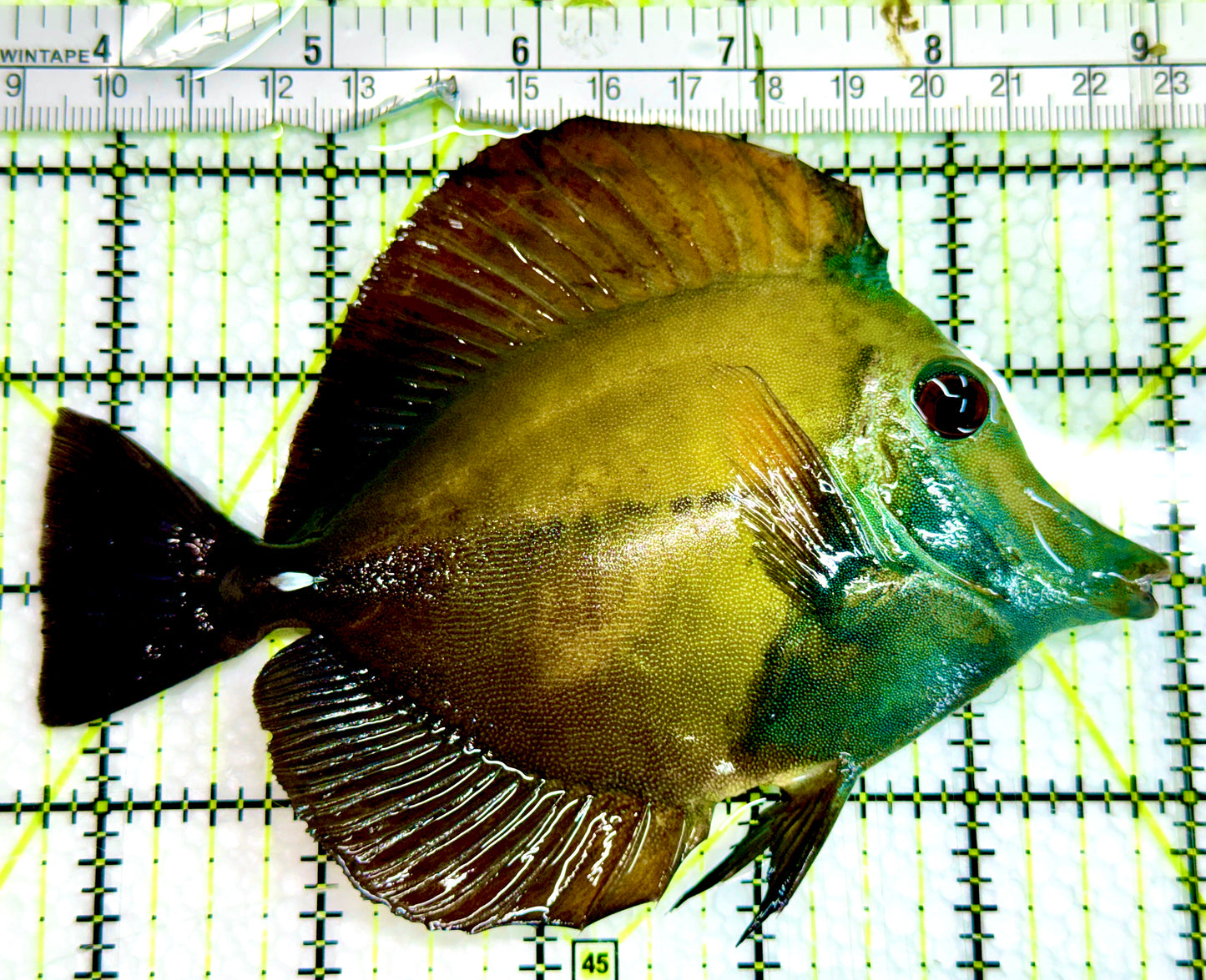 Rare Koi Scopas Tang RKST091502 WYSIWYG Size: XL 5.25" approx