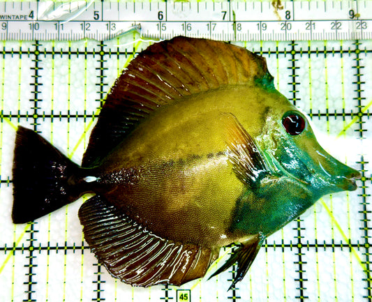 Rare Koi Scopas Tang RKST091502 WYSIWYG Size: XL 5.25" approx