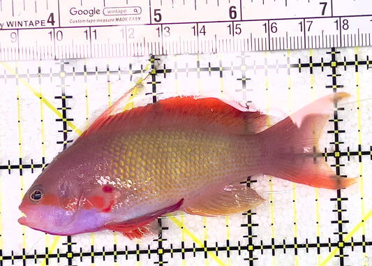 Male Lyretail Anthias (Maldives) MLA071902 WYSIWYG Size: L 3.75" approx
