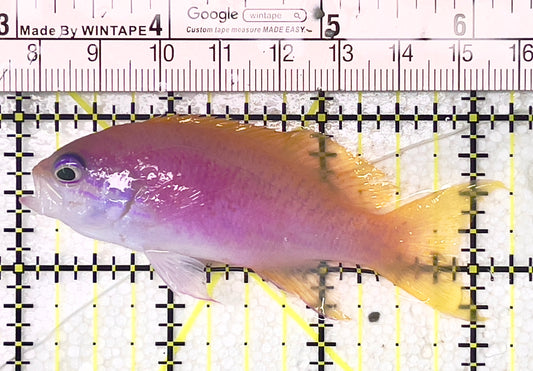 Bimaculatus Anthias Female BAF071903 WYSIWYG Size: XL 3" approx