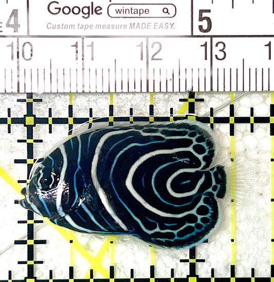 Emperor Angelfish Juvenile EAJ071901 WYSIWYG Size: S 1.5" approx