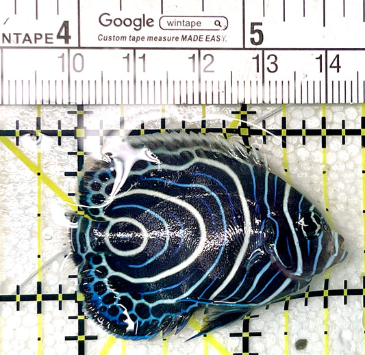 Emperor Angelfish Juvenile EAJ071902 WYSIWYG Size: S 2" approx
