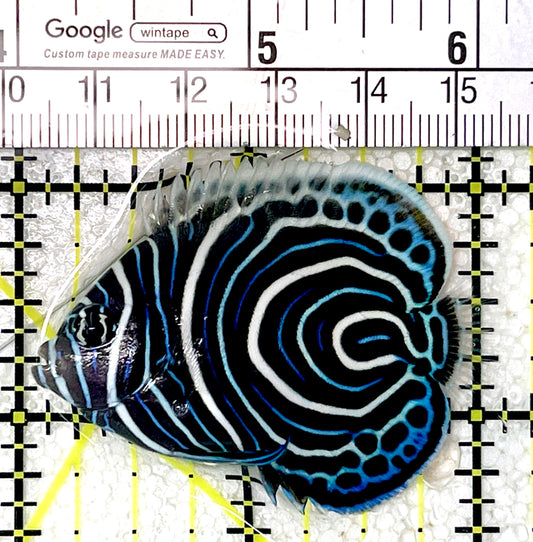 Emperor Angelfish Juvenile EAJ071903 WYSIWYG Size: S 2" approx