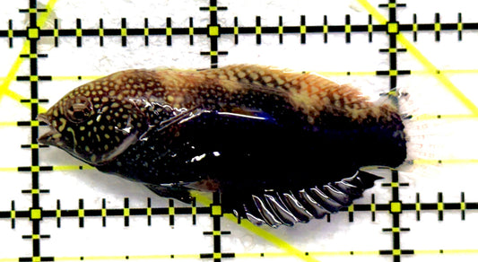 Black Leopard Wrasse BLW092002 WYSIWYG Size: XL 2.25" approx