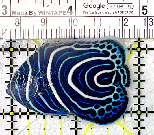 Emperor Angelfish Juvenile EAJ071904 WYSIWYG Size: M 2" approx