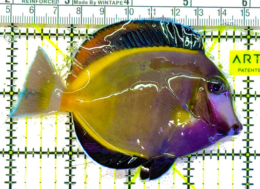 Powder Brown Tang PBT011801 WYSIWYG Size: L 4" approx