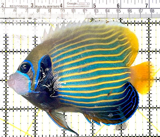 Emperor Angelfish Adult EAA071901 WYSIWYG Size: L 5.25" approx