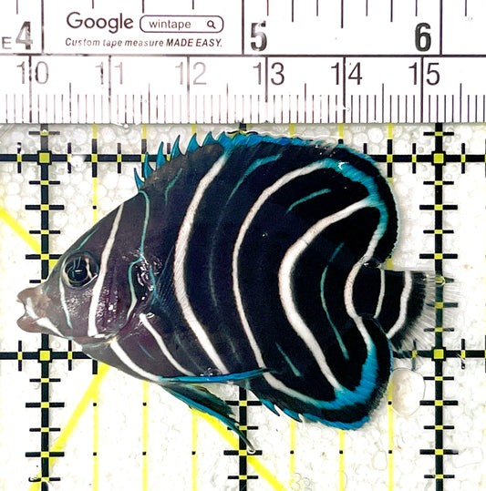 Koran Angelfish Juvenile KAJ071901 WYSIWYG Size: M 2.25" approx