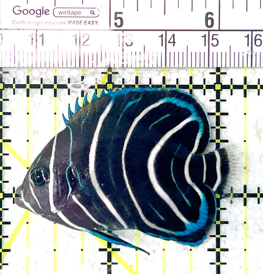Koran Angelfish Juvenile KAJ071902 WYSIWYG Size: M 2.25" approx
