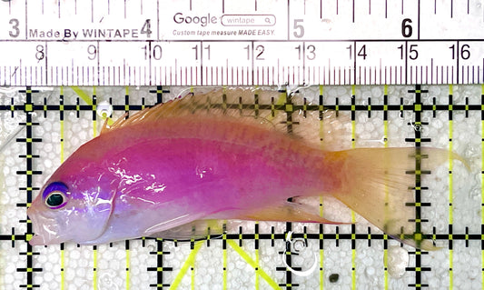 Bimaculatus Anthias Female BAF071901 WYSIWYG Size: XL 3.25"