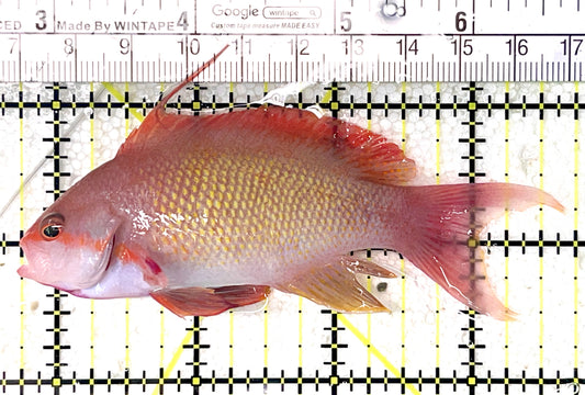 Male Lyretail Anthias (Maldives) MLA071904 WYSIWYG Size: L 4" approx