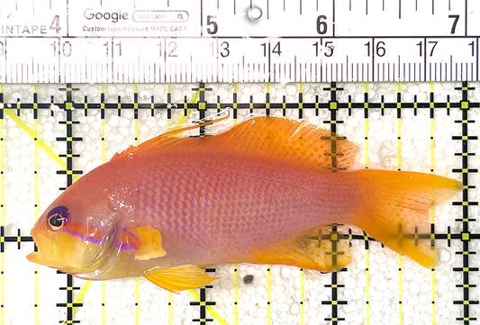 Female Lyretail Anthias (Maldives) FLA071901 WYSIWYG Size: SHOW XXL 3.25" approx