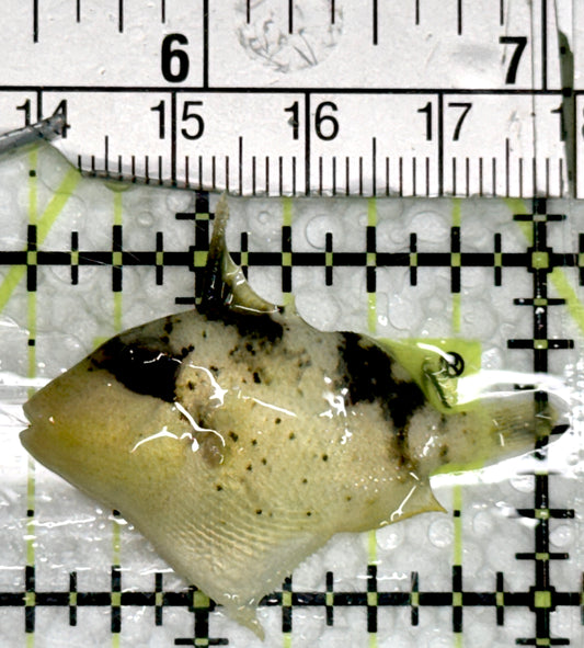 Titan Triggerfish TT091301 WYSIWYG Size: Tiny 1.5"