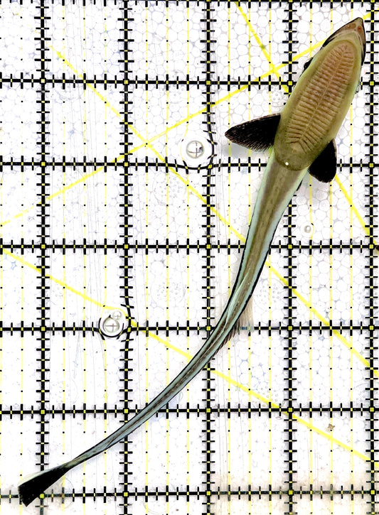 Remora Sucker Fish RSF071901 WYSIWYG Size: ML 6.25"