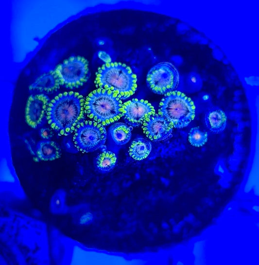 Zoas/Paly ZP102901 WYSIWYG