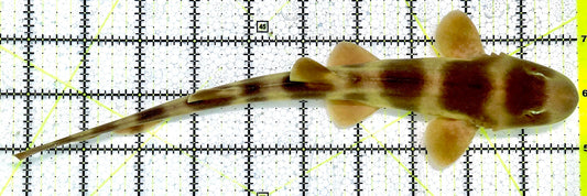 Grey Bamboo Shark GBS071901 WYSIWYG Size: L 10.25"