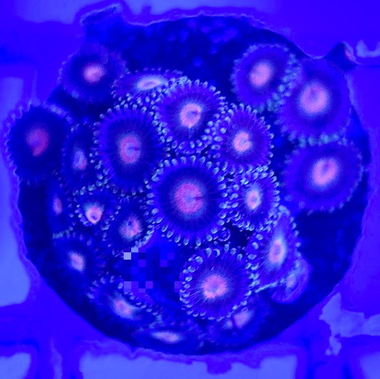 Zoas/Paly ZP102902 WYSIWYG