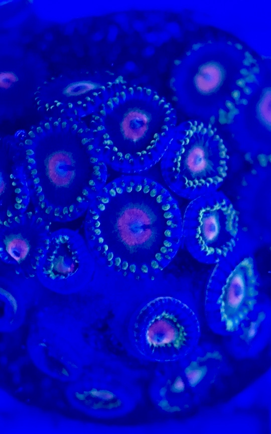 Zoas/Paly ZP102902 WYSIWYG