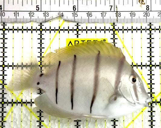Convict Tang CT091502 WYSIWYG Size: L 4" approx