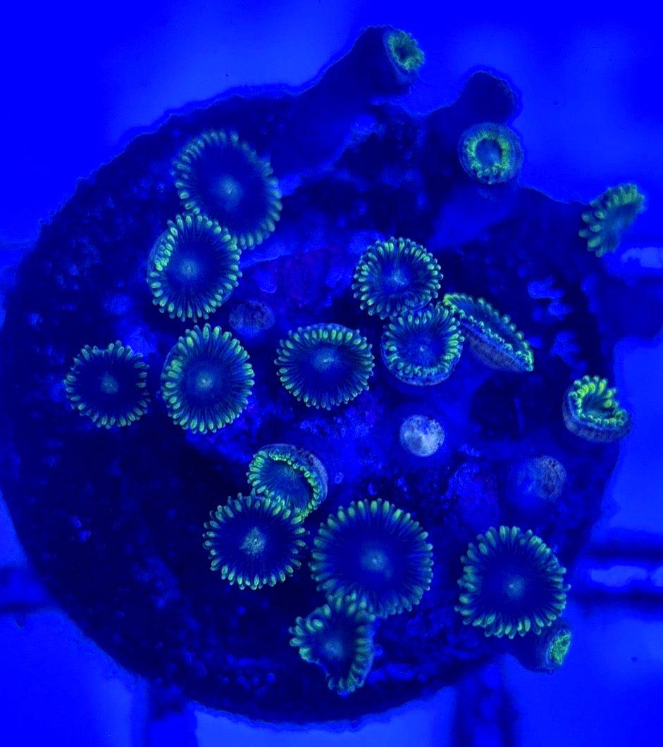 Zoas/Paly ZP102903 WYSIWYG