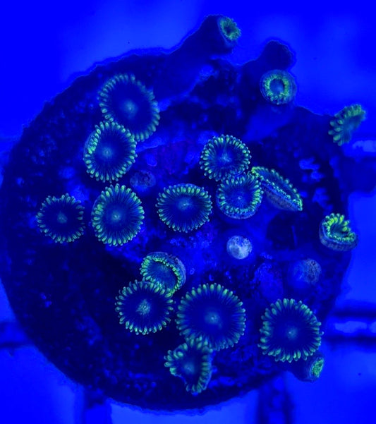 Zoas/Paly ZP102903 WYSIWYG