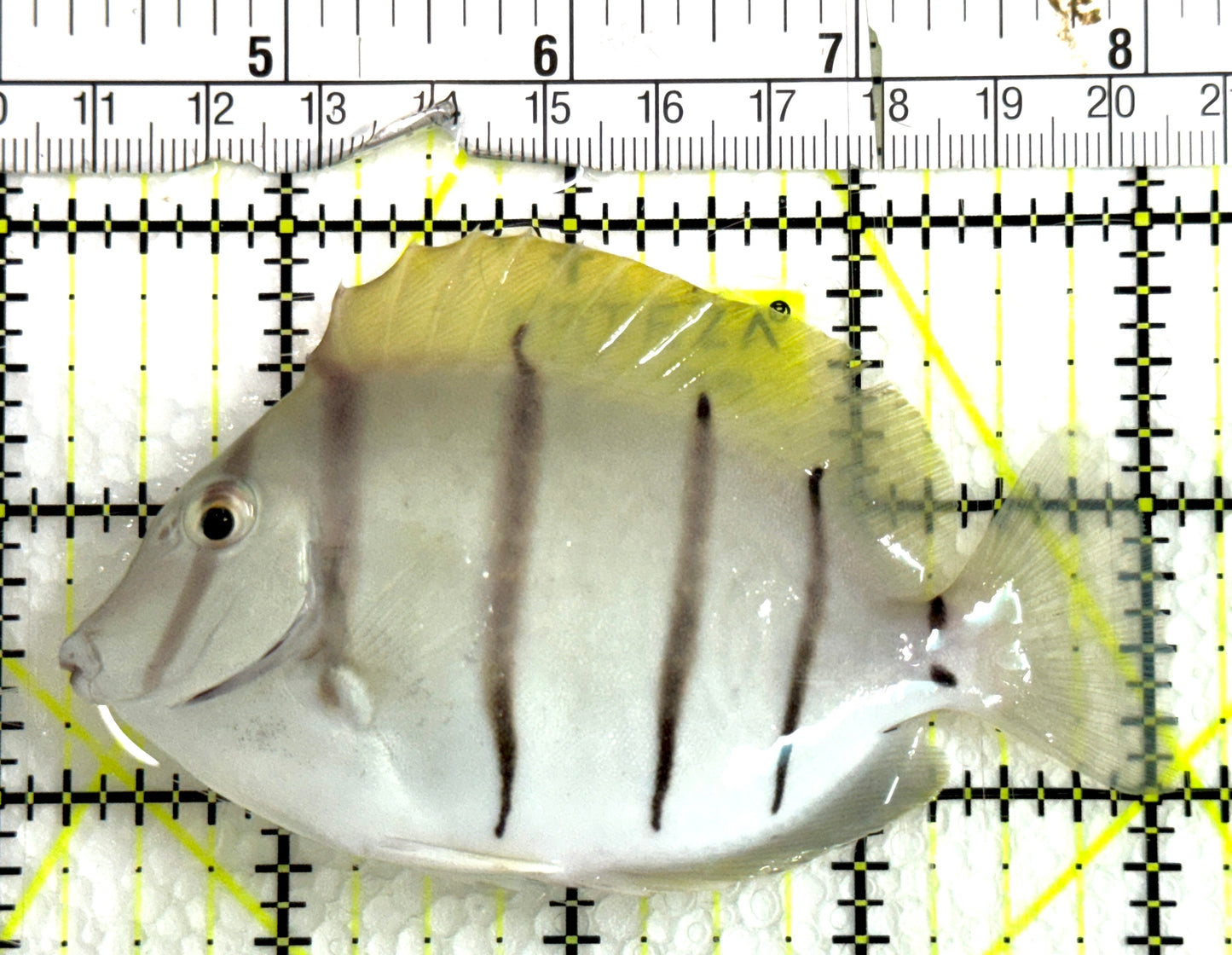 Convict Tang CT091502 WYSIWYG Size: L 4" approx