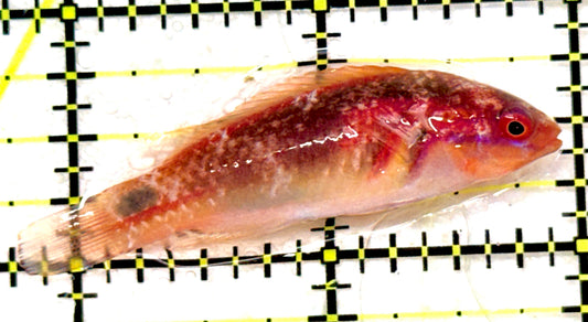 Exquisite Fairy Wrasse (Maldives Special Grade) EFW092003 WYSIWYG Size: M 2.25" approx
