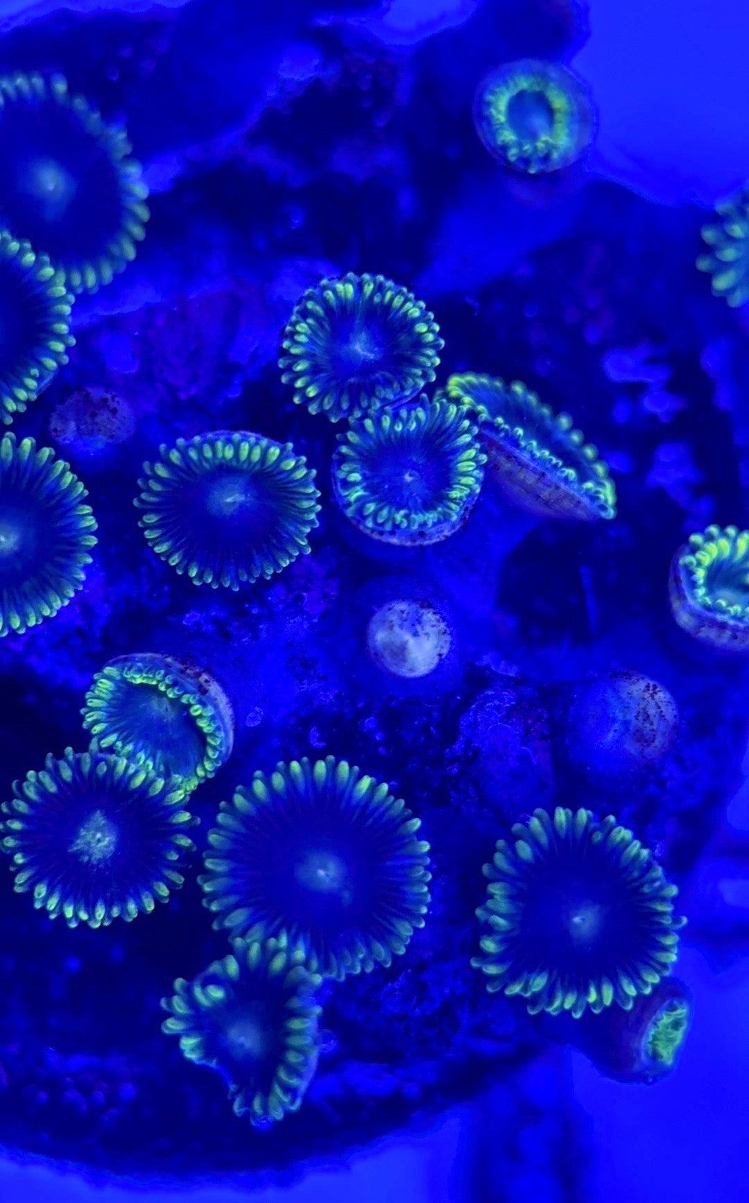 Zoas/Paly ZP102903 WYSIWYG