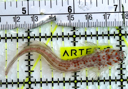 Orange Spotted Blenny (Maldives) OSB091301 WYSIWYG Size: 3"