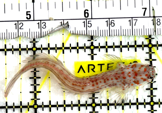 Orange Spotted Blenny (Maldives) OSB091501 WYSIWYG Size: M 3" approx