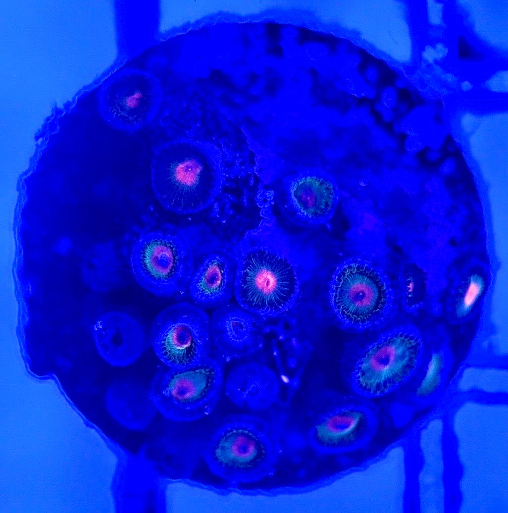 Zoas/Paly ZP102901 WYSIWYG