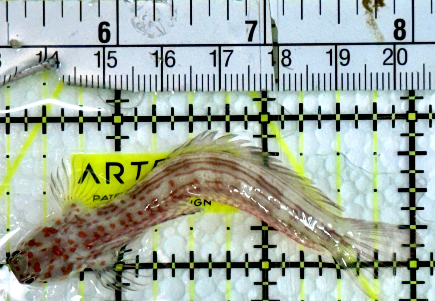 Orange Spotted Blenny (Maldives) OSB091301 WYSIWYG Size: 3"