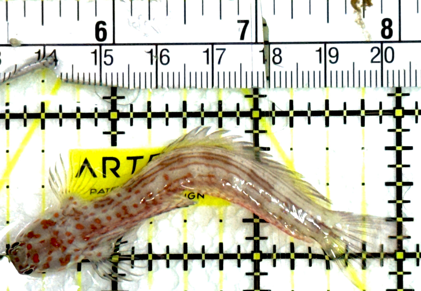 Orange Spotted Blenny (Maldives) OSB091501 WYSIWYG Size: M 3" approx