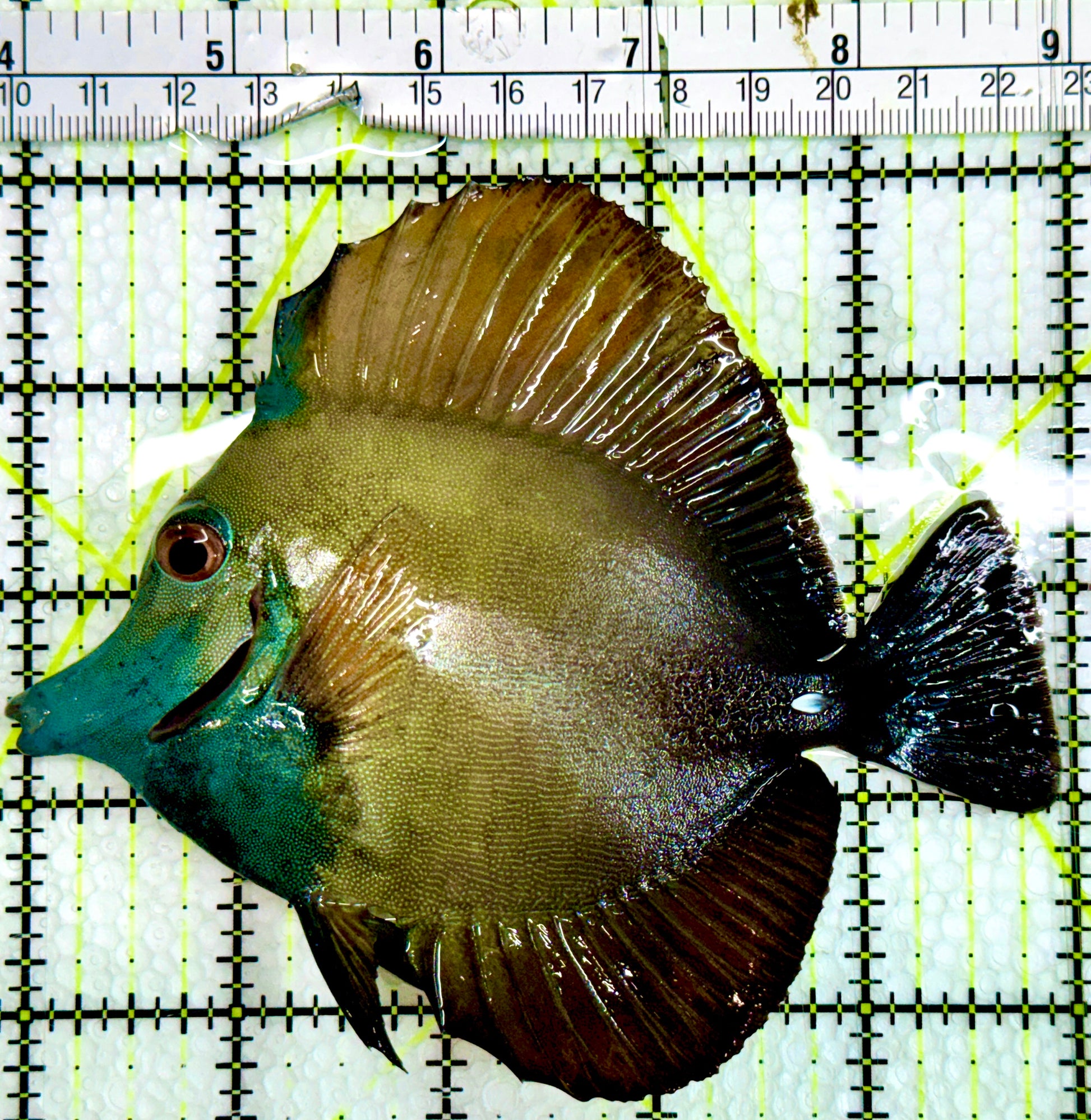Rare Koi Scopas Tang Size: XL 5" to 6" - Violet Aquarium 