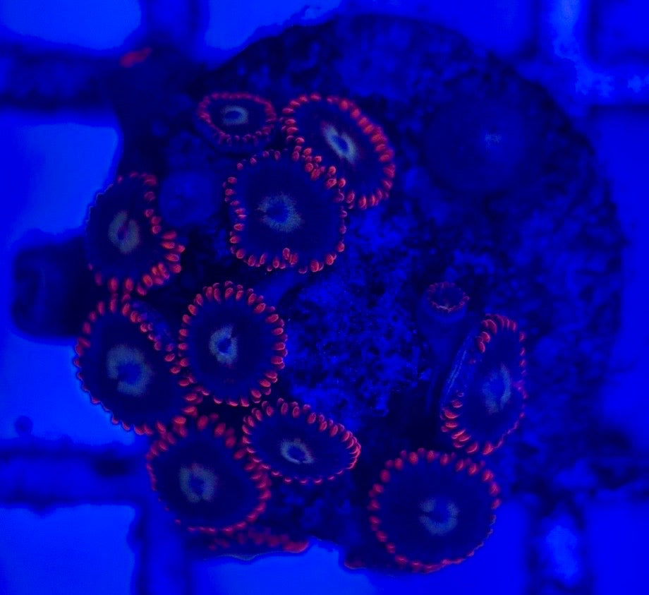 Zoas/Paly ZP102902 WYSIWYG