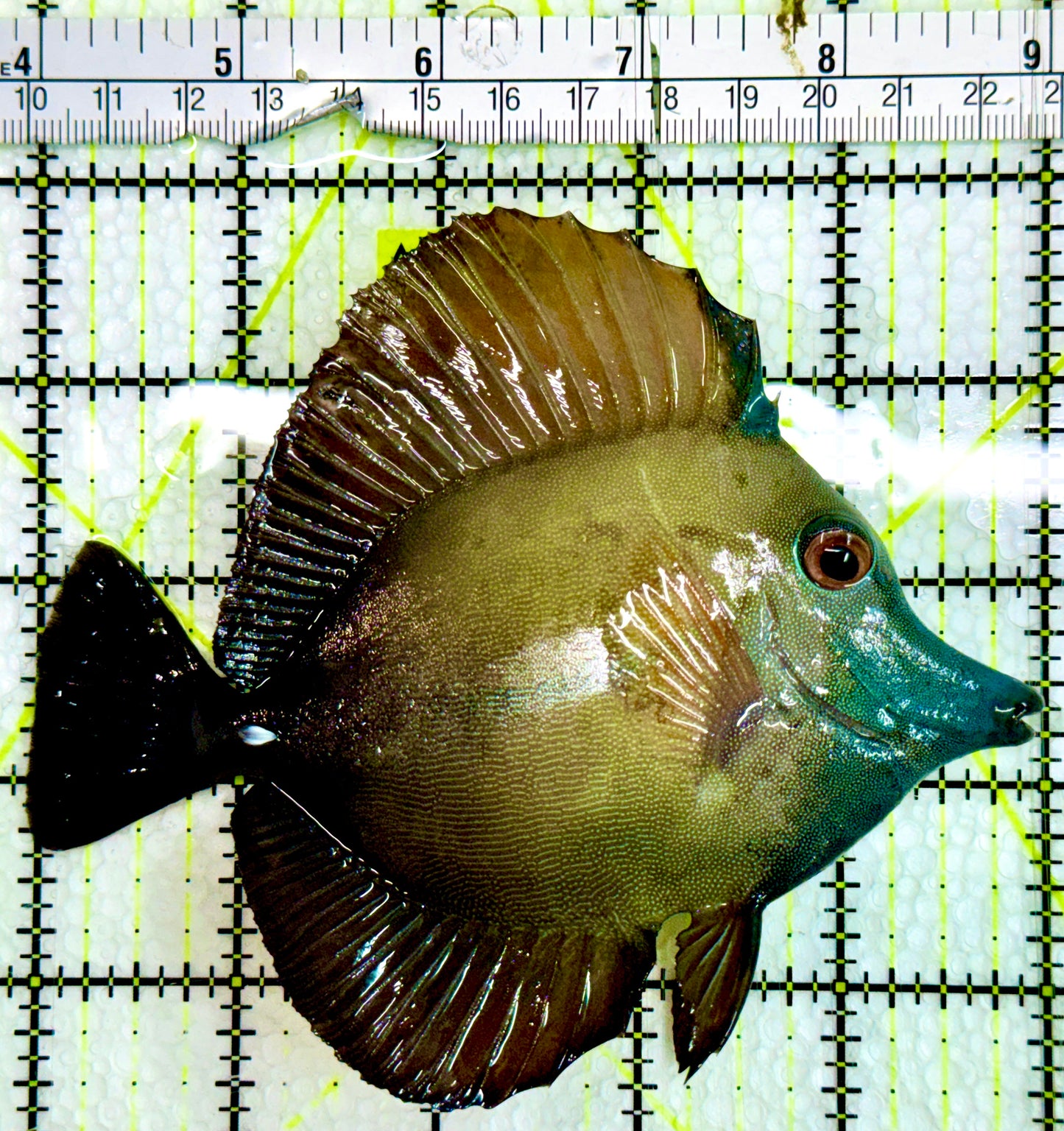 Rare Koi Scopas Tang RKS091301 WYSIWYG Size: 5.25"