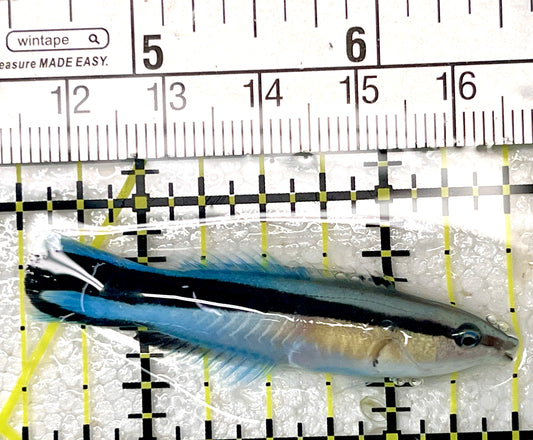 Blue Cleaner Wrasse BCW071901 WYSIWYG Size: XL 2" approx