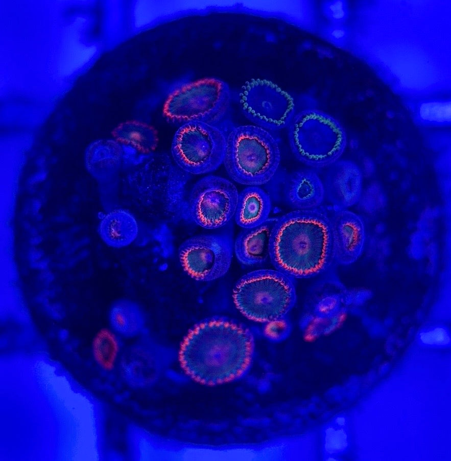 Zoas/Paly ZP102903 WYSIWYG