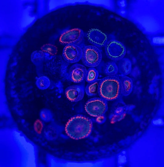 Zoas/Paly ZP102903 WYSIWYG